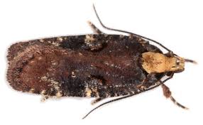 Attēlu rezultāti vaicājumam “Cribraria intricata stalked”