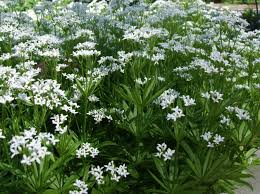 Image result for Galium odoratum