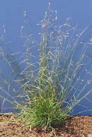 Attēlu rezultāti vaicājumam “Danthonia decumbens fruit”