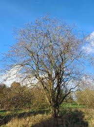 Attēlu rezultāti vaicājumam “Salix daphnoides subsp. acutifolia bud”