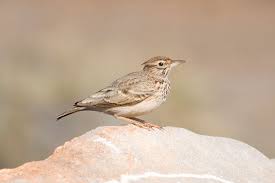 Attēlu rezultāti vaicājumam “Galerida cristata”