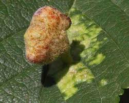 Attēlu rezultāti vaicājumam “Tetraneura ulmi”