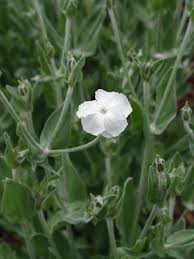 Image result for Lychnis coronaria alba