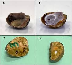 Attēlu rezultāti vaicājumam “Diacrisia sannio larva”