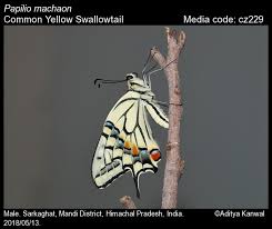Attēlu rezultāti vaicājumam “Papilio machaon”