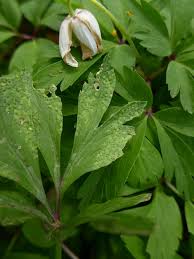 Attēlu rezultāti vaicājumam “Tranzschelia pruni-spinosae”