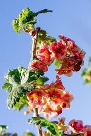 Attēlu rezultāti vaicājumam “Ribes nigrum flower”