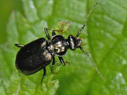 Attēlu rezultāti vaicājumam “Loricera pilicornis”