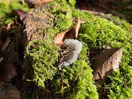 Attēlu rezultāti vaicājumam “Postia caesia”