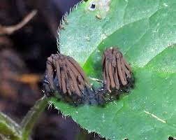 Attēlu rezultāti vaicājumam “Stemonitis lignicola spores”