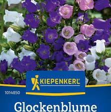 Image result for Marienglockenblumen