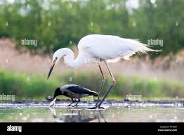 Attēlu rezultāti vaicājumam “Egretta alba”