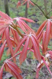 Attēlu rezultāti vaicājumam “Aesculus x neglecta”