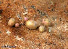 Attēlu rezultāti vaicājumam “Dianemataceae”