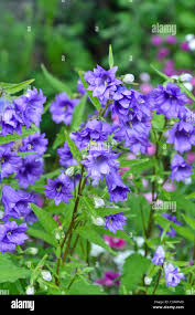Attēlu rezultāti vaicājumam “Campanula trachelium”