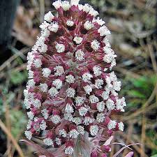 Attēlu rezultāti vaicājumam “Petasites spurius flower”