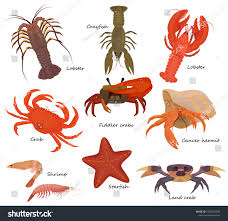 Attēlu rezultāti vaicājumam “Crustacea”