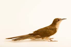 Image result for Coccyzus erythropthalmus