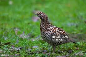 Attēlu rezultāti vaicājumam “Bonasa bonasia eggs”