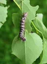 Attēlu rezultāti vaicājumam “Acronicta megacephala”