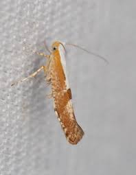 Attēlu rezultāti vaicājumam “Argyresthia pruniella”