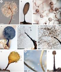 Attēlu rezultāti vaicājumam “Enerthenema papillatum spores”
