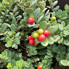 Attēlu rezultāti vaicājumam “Exobasidium uvae-ursi”