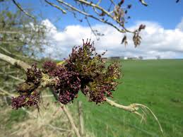 Attēlu rezultāti vaicājumam “Fraxinus excelsior flower”