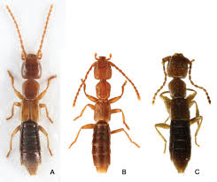 Attēlu rezultāti vaicājumam “Dicranella staphylina”