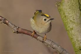 Attēlu rezultāti vaicājumam “Regulus regulus”