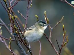 Attēlu rezultāti vaicājumam “Acrocephalus schoenobaenus adult”