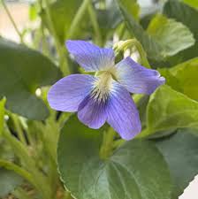 Attēlu rezultāti vaicājumam “Viola sororia”