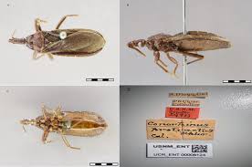 Attēlu rezultāti vaicājumam “Tritomaria exsecta macro”