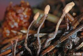 Attēlu rezultāti vaicājumam “Heyderia abietis”