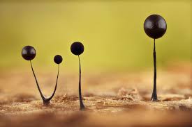 Attēlu rezultāti vaicājumam “Comatricha alta macro”