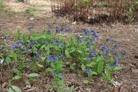 Attēlu rezultāti vaicājumam “Pulmonaria angustifolia”