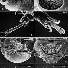 Attēlu rezultāti vaicājumam “Meloe sp. larva”