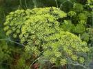 Piante aromatiche: Aneto Anethum graveolens L.