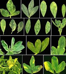 Attēlu rezultāti vaicājumam “Medicago x varia  leaf”