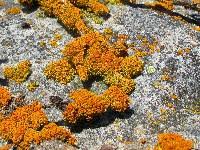 Attēlu rezultāti vaicājumam “Xanthoria candelaria”