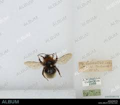 Attēlu rezultāti vaicājumam “Psithyrus sylvestris”