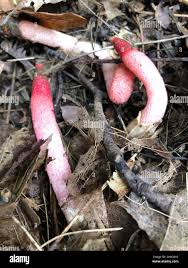 Attēlu rezultāti vaicājumam “Mutinus ravenelii”