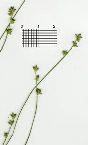 Attēlu rezultāti vaicājumam “Carex loliacea”