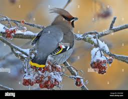 Attēlu rezultāti vaicājumam “Bombycilla garrulus adult”