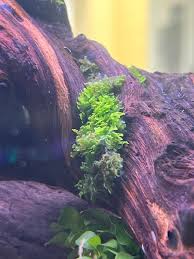 Attēlu rezultāti vaicājumam “Pellia”