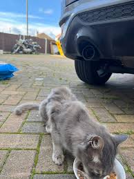 Image result for Longlevens Badminton Club