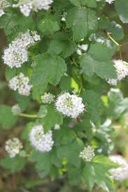 Attēlu rezultāti vaicājumam “Juncus capitatus fruit”