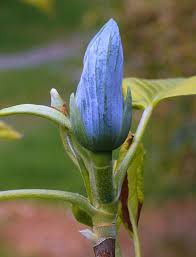 Attēlu rezultāti vaicājumam “Magnolia acuminata flower”