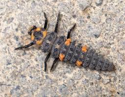 Attēlu rezultāti vaicājumam “Coccinella septempunctata larva”