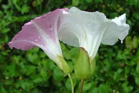 Attēlu rezultāti vaicājumam “Calystegia inflata flower”